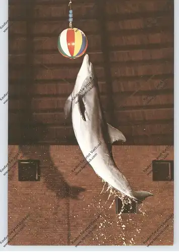 TIERE - DELFIN / DELPHIN / DOLPHIN / DAUPHIN - Dolfinarium Harderwijk