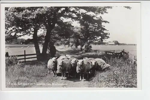 NL - NOORDHOLLAND - TEXEL - Schapen  - Brakenstein