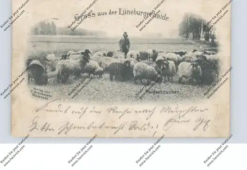 TIERE - SCHAFE / Sheep / Mouton / Schapen, Haidschnucken, Lüneburger Heide, 1898, leichter Mittelknick