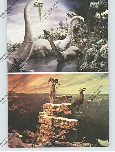 DISNEY - DISNEYLAND, Magical realm, # 0100-11882