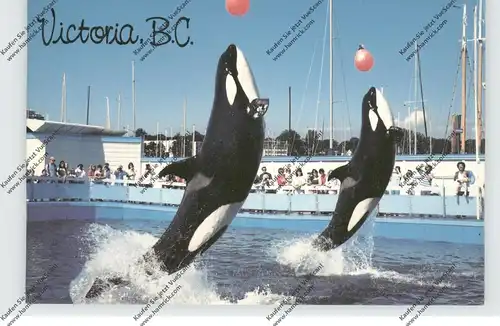 TIERE - KILLER WHALES, Sealnd of the Pacific, Canada