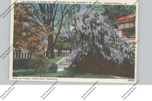 USA - VIRGINIA - CHARLOTTESVILLE, University of Virginia, Wistaria in bloom