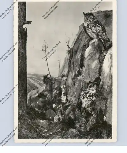 VÖGEL - EULEN / Owls / Buho / Hibou / Uil / Gufo - Museum für Naturkunde Gera