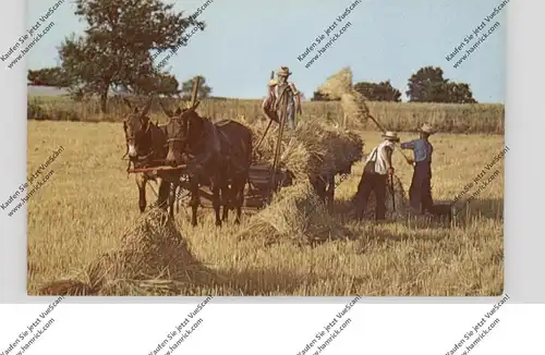 USA - PENNSYLVANIA - LANCASTER, Amish Country, Golden Harvest Time