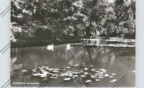 5308 RHEINBACH, Forstweiher (Schwaneweiher)