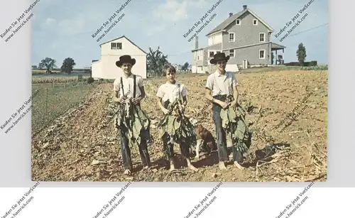 USA - PENNSYLVANIA - LANCASTER, Amish Country, Boys gathering tobacco