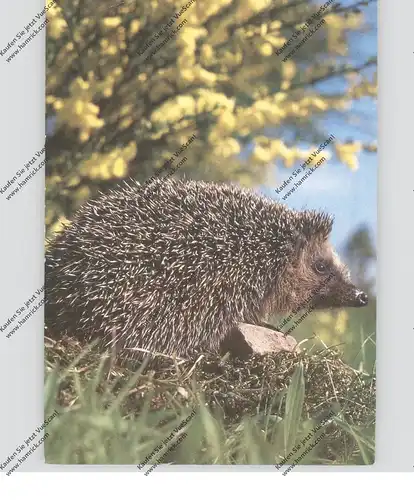 IGEL / Hedgehog / Herisson / Egel / Riccio, DJH Spendenkarte