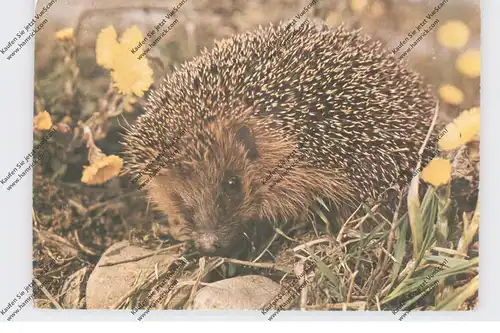 IGEL / Hedgehog / Herisson / Egel / Riccio