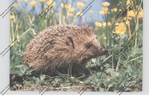 IGEL / Hedgehog / Herisson / Egel / Riccio