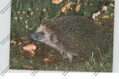 IGEL / Hedgehog / Herisson / Egel / Riccio