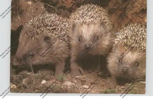 IGEL / Hedgehog / Herisson / Egel / Riccio