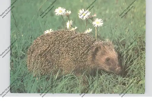 IGEL / Hedgehog / Herisson / Egel / Riccio