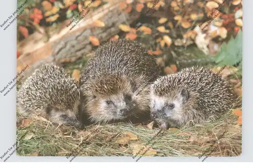 IGEL / Hedgehog / Herisson / Egel / Riccio