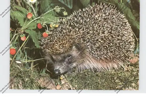 IGEL / Hedgehog / Herisson / Egel / Riccio