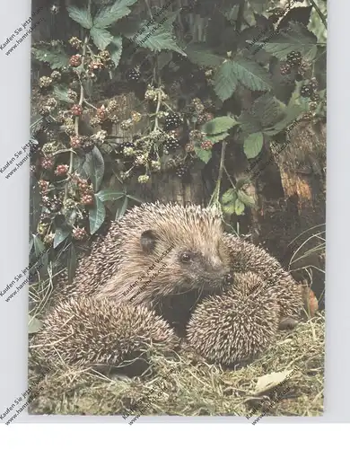 IGEL / Hedgehog / Herisson / Egel / Riccio