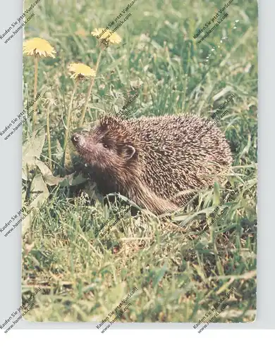 IGEL / Hedgehog / Herisson / Egel / Riccio