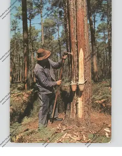 LANDWIRTSCHAFT - Harzgewinnung / Resinier, Frankreich