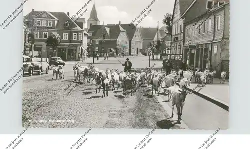 5788 WINTERBERG, Ziegenherde wird durch die Stadt getrieben, Oldtimer VW-Käfer