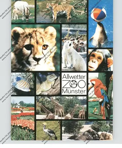 4400 MÜNSTER, Zoo, Mehrbild-AK