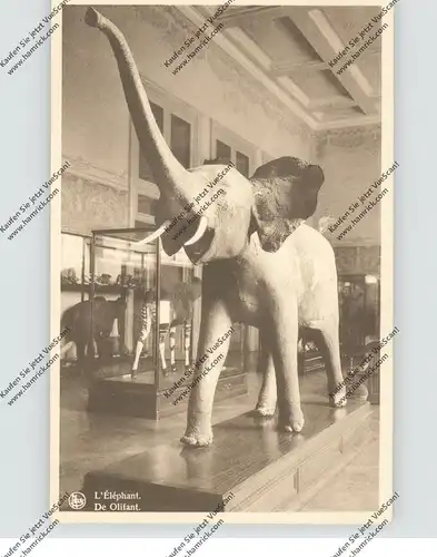 ELEFANT - Tervueren Museum