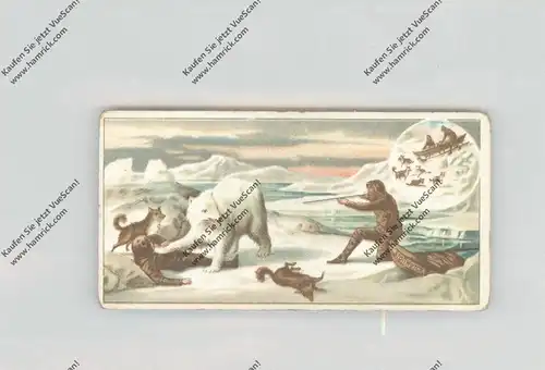 POLAR - Nansen - Expedition, Nansen & Johannsen, Kampf mit Eisbären, Stollwerck - Sammlebild