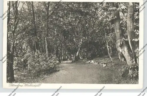 5330 KÖNIGSWINTER, Waldidyll am Petersberg, 1938