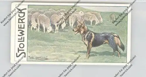 SAMMELBILD - STOLLWERCK - Gruppe 452, No. IV, Schäferhund, Schafherde