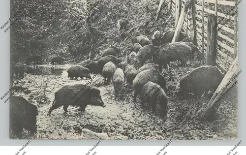 JAGD / Hunting / Jacht / Caccia / Chase / Caza / Lowiectwo, Wildschweine im Harz