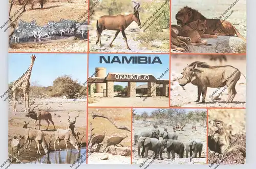 NAMIBIA - Wild life, Etosha