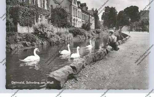 4930 DETMOLD, Schwäne am Wall, 1960