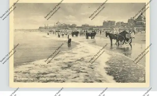ZUID-HOLLAND - SCHEVENINGEN, Schelpenvisschers