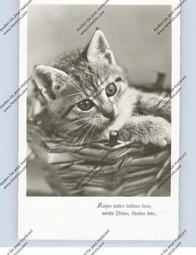 TIERE - KATZEN / Cats / Chats / Gatti / Katten