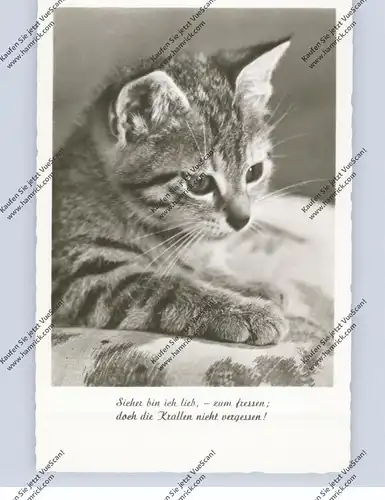 TIERE - KATZEN / Cats / Chats / Gatti / Katten