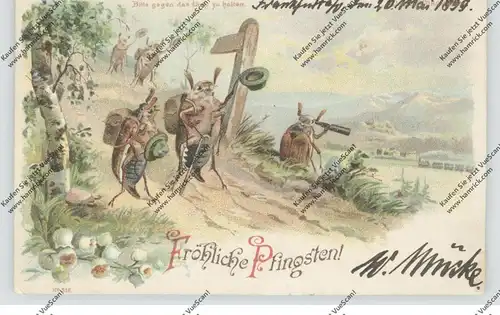 PFINGSTEN - Maikäfer bei der Wanderung, Halt gegen das Licht / Hold to light