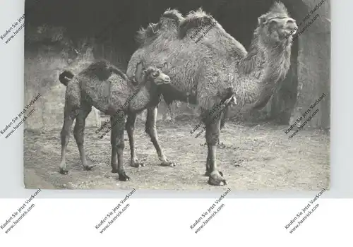 ZOO - PARIS, Kamel / Camel / Chameau
