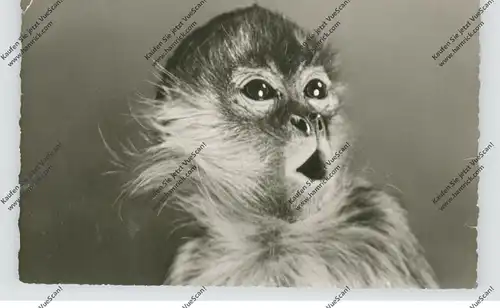 6000 FRANKFURT, ZOO, Klammeraffe, Aufnahme Grzimek, 1960, kl. Knick