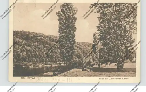 4300 ESSEN - BALDENEY, Blick zur Schwarzen Lenne, Kuhherde, 1926