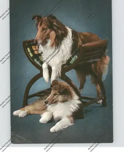 HUNDE / DOGS - COLLIES