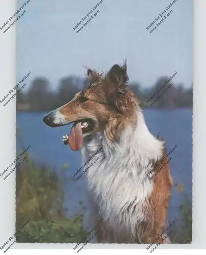 HUNDE / DOGS - COLLIES