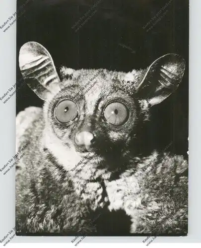 5300 BONN, Museum König, Buschbaby