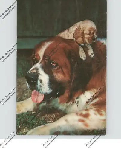 HUNDE - BERNHARDINER / St. Bernard