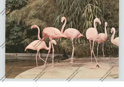 4400 MÜNSTER, ZOO, Flamingos