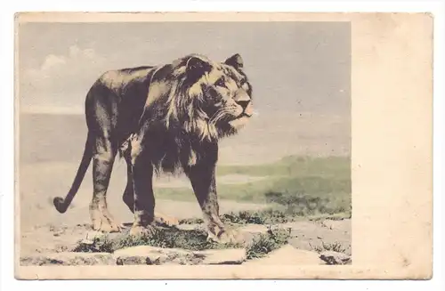 TIERE - LÖWIN / Lioness / Lionne / Leonessa / Leeuwin / Leona, ca. 1905