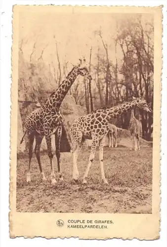 TIERE - GIRAFFEN / Giraffes / Girafes / Giraffe / Jirafas