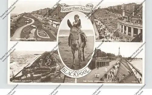 TIERE - ESEL / Donkey / Ezel / Cul / Culo, Blackpool