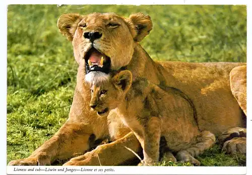 KENYA - Lioness and cub,