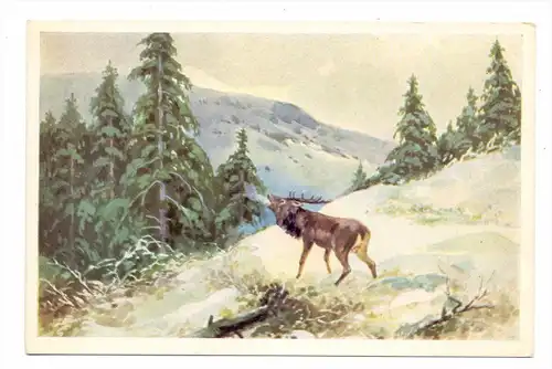 JAGD - HUNTING - JACHT - CHASSE - CACCIA - CAZA - LOWIECTWO, Hirsch, Künstler-Karte