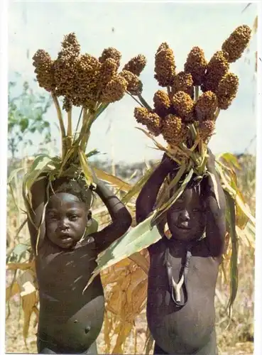 VÖLKERKUNDE / Ethnic - CAMEROUN, La ecolte de mil