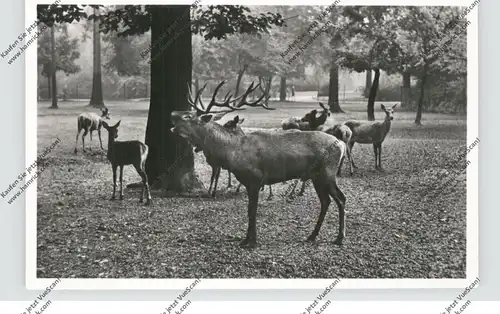 2000 HAMBURG - STELLINGEN, Hagenbecks Tierpark / Zoo, Rothirsche