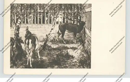 ZOO - Hirsche im Zoologischen Garten, Künstler-Karte Adolf Menzel
